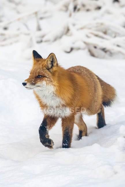 Lindo zorro rojo en la naturaleza salvaje - foto de stock