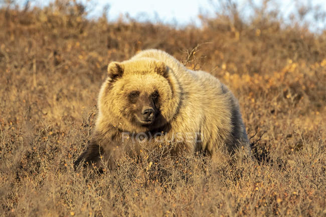Медведь гризли ходит по коричневой траве — стоковое фото