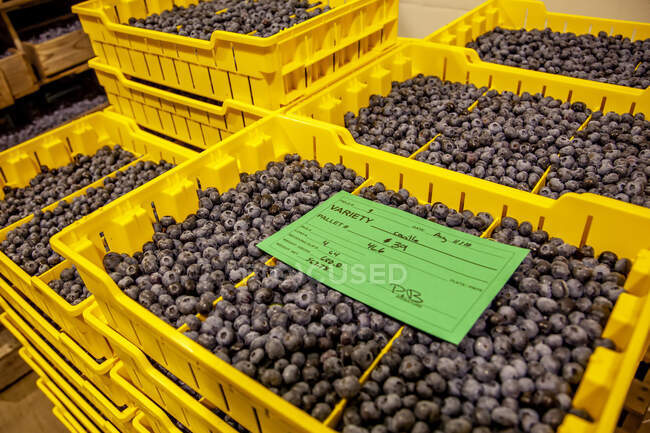 Yellow containers full of fresh picked blueberries; Nova Scotia, Canada — Stock Photo
