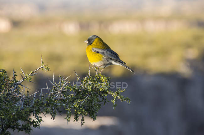 Piccolo uccello giallo su un ramo in luce calda, San Rafael, Mendoza, Argentina — Foto stock