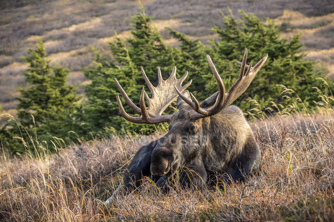Scenic view of big bull moose in grass at wild nature — Stock Photo
