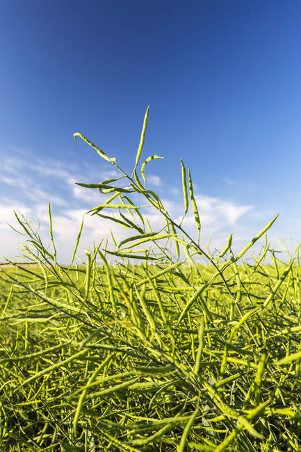 Close-up of green canola pods in a field with blue sky and clouds in the background, North of Calgary, Alberta, Canada — Stock Photo