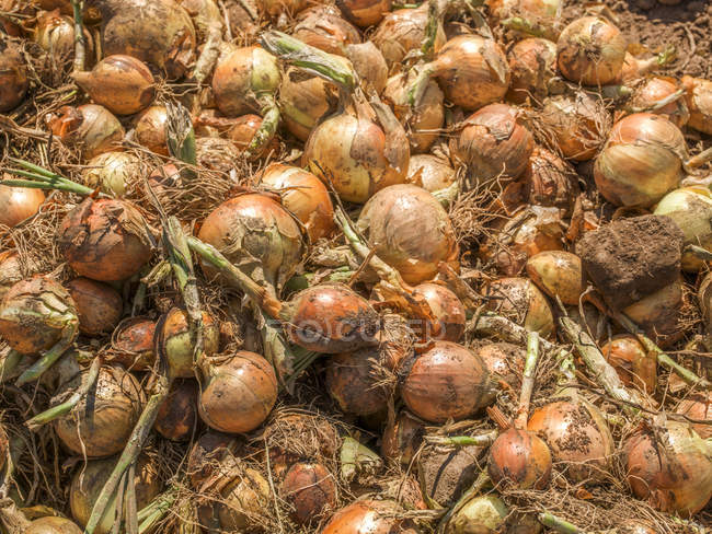 Cebollas frescas cosechadas; Nueva Escocia, Canadá - foto de stock