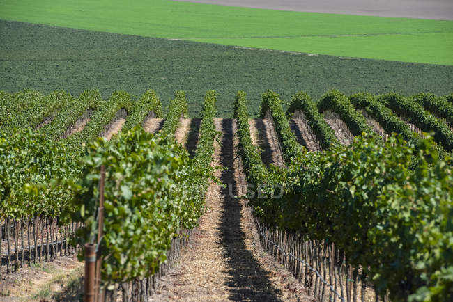 Grapevines (Vitis) on a hillside, Gonzales, California, United States of America — Stock Photo