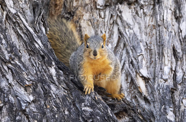 Red fox squirrel in a tree, wild life — Stock Photo