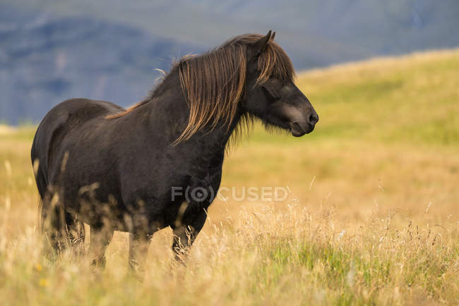 Cavalo islandês na paisagem natural, Islândia — Fotografia de Stock