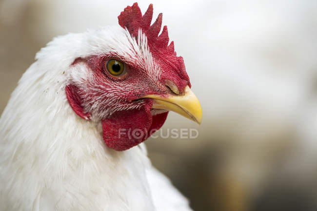 Primer plano de un pollo blanco con peine rojo, Erickson, Manitoba, Canadá - foto de stock
