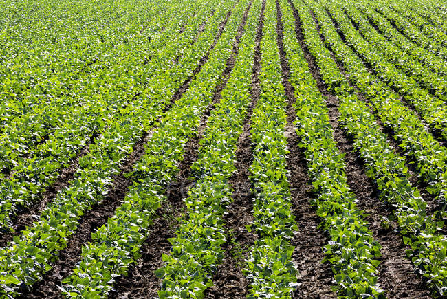 Reihen von grünen Kartoffelpflanzen auf einem Feld, taber, alberta, canada — Stockfoto
