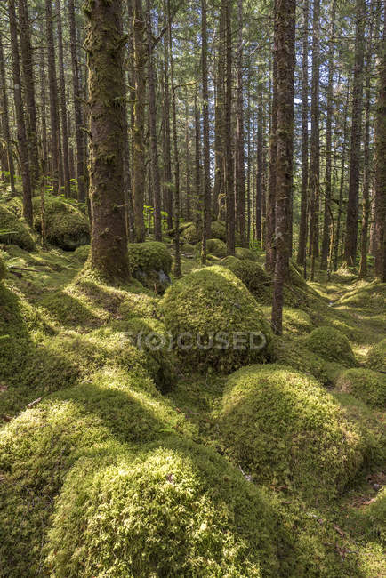Vecchia foresta in crescita con abete rosso Sitka (Picea sitchensis) e cicuta (Tsuga), foresta nazionale di Tongass, Alaska sudorientale; Alaska, Stati Uniti d'America — Foto stock