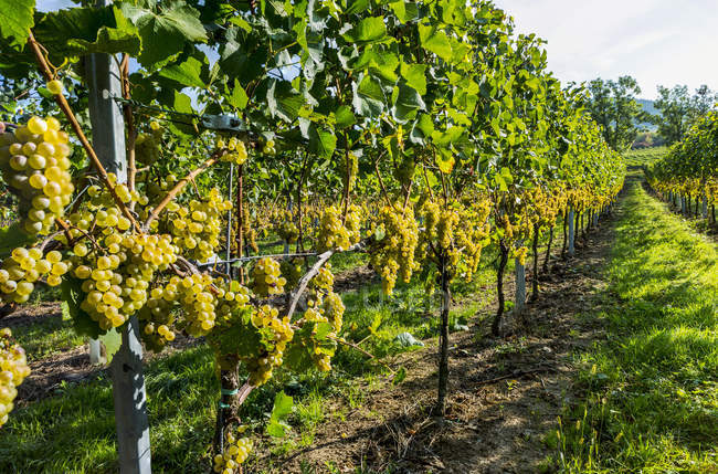 Clusters of white grapes hanging from vines, East of Cochem, Germany — Stock Photo