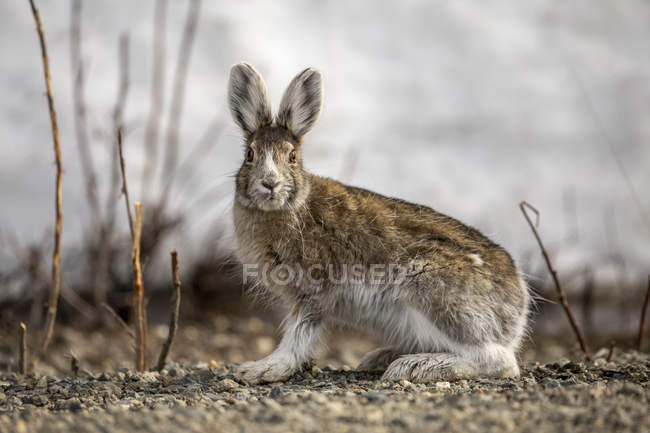Snowshoe hare (Lepus americanus) in Interior Alaska in spring. Аляска, Соединенные Штаты Америки — стоковое фото