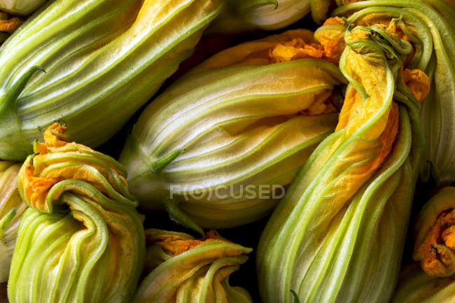 Primo piano di diversi fiori di zucchina; Calgary, Alberta, Canada — Foto stock