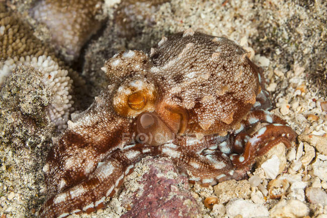 Pulpo ornamentado raro (Callistoctopus ornatus) por la noche; Isla de Hawai, Hawai, Estados Unidos de América - foto de stock
