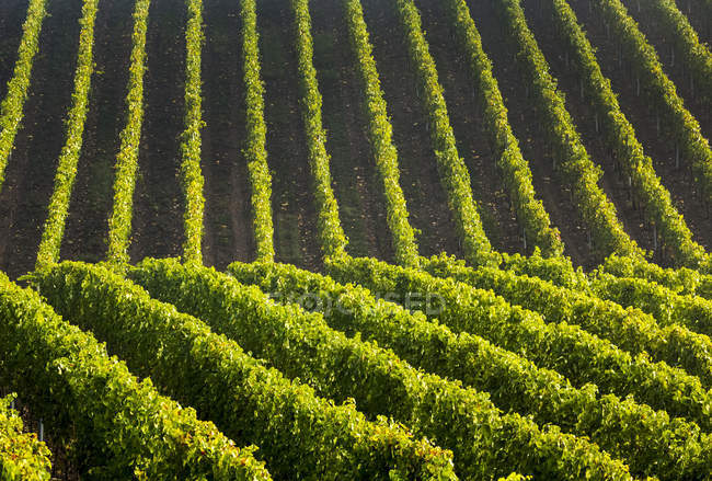 Lignes de rangées de vignes sur une pente vallonnée, Remich, Luxembourg — Photo de stock