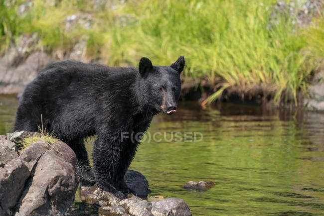 Urso preto olhando para os peixes da costa — Fotografia de Stock
