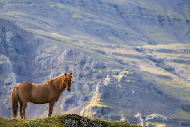 Cheval islandais dans le paysage naturel, Islande — Photo de stock