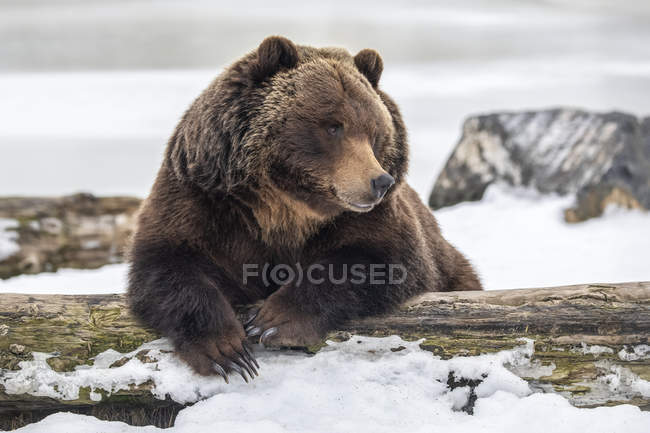 Urso pardo na neve na natureza selvagem — Fotografia de Stock