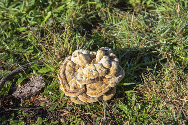 Отличный экземпляр Дайерса Мазегилла, или Дайерса Полипура, более известного как Бархатный гриб, рядом с парком штата Харрис-Бич; Брукингс, штат Орегон, США — стоковое фото