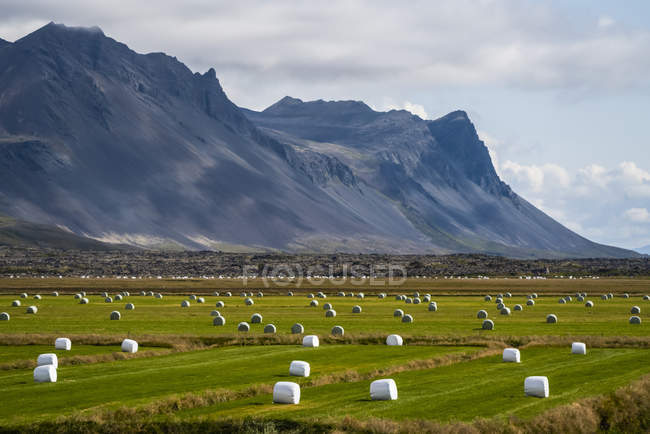 Feno fardos dot um campo ao longo da costa da Península de Snaefellsness; Islândia — Fotografia de Stock