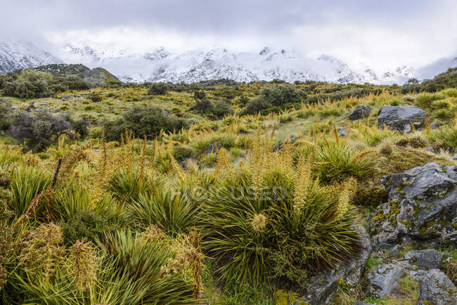 Schneebedeckte Berge und frühlingshafte Vegetation entlang des Hooker-Talwegs, Mount Cook Nationalpark; Südinsel, Neuseeland — Stockfoto