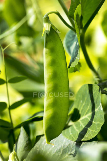 Close-up of green pea pod growing on a plant; Calgary, Alberta, Canada — Stock Photo