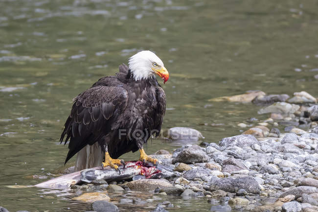 Pygargue à tête blanche mangeant un poisson frais pêché au bord de la rivière — Photo de stock