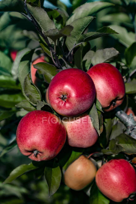 Manzanas en el árbol, Valle de Annapolis, Nueva Escocia, Canadá - foto de stock