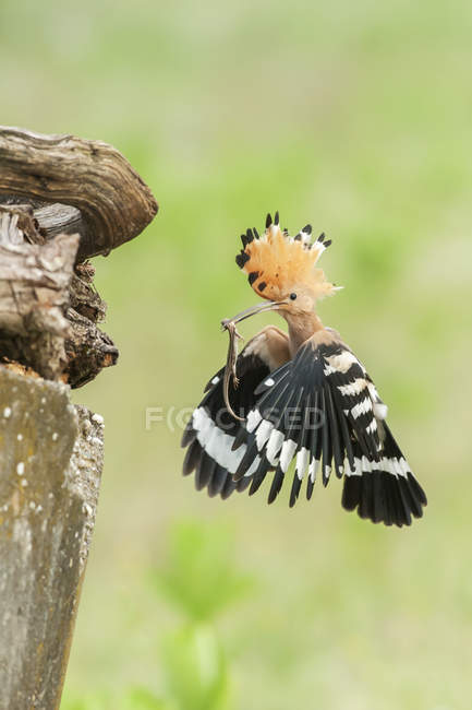 Close-up view of beautiful Hoopoe or Upupa epops in flight, Hungary — Stock Photo