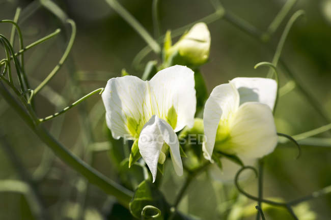 Close-up of pea blossoms, Beiseker, Alberta, Canada — Stock Photo