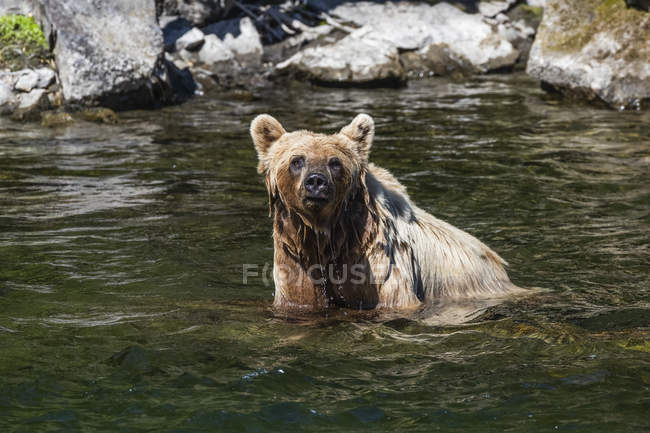 Grizzly bear fishing in river water — Stock Photo