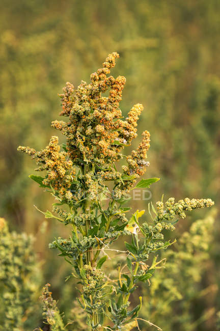 Close-up de uma planta de quinoa em um campo; Erickson, Manitoba, Canadá — Fotografia de Stock