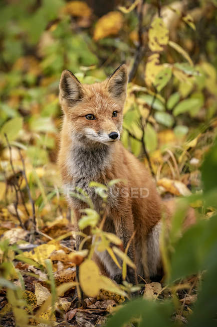 Mignon renard roux dans la nature sauvage — Photo de stock
