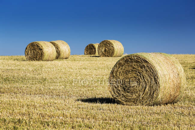 Several hay bales in a cut field with blue sky, West of Calgary, Alberta, Canada — Stock Photo