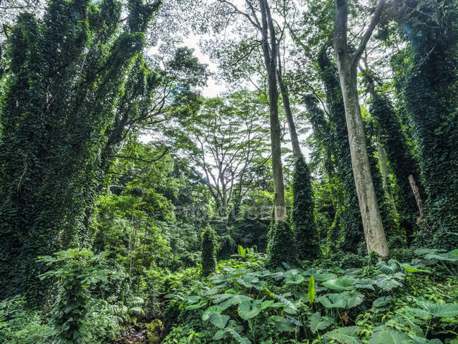 Пышная растительность в тропических лесах на Гавайях; Оаху, Гавайи, США — стоковое фото
