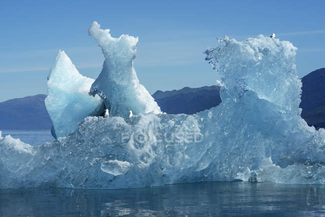 Айсберг плавает в Трейси-Армс, Тонгасский национальный лес; Аляска, США — стоковое фото