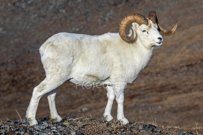Bélier Dall Sheep debout dans le haut pays dans le parc national Denali et la réserve de l'intérieur de l'Alaska, Alaska, États-Unis d'Amérique — Photo de stock