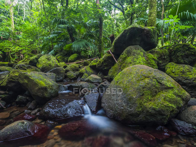 Flusso che scorre attraverso la lussureggiante vegetazione in una foresta pluviale alle Hawaii; Oahu, Hawaii, Stati Uniti d'America — Foto stock