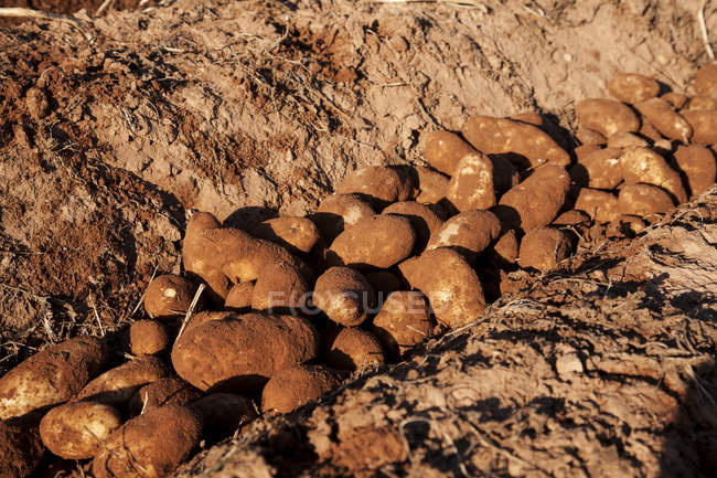 Harvested potatoes in the red soil, Prince Edward Island, Canada — Stock Photo
