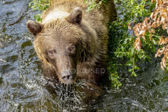 A Brown bear fishing during the summer salmon runs in the Russian River near Cooper Landing, South-central Alaska; Alaska, United States of America — Stock Photo