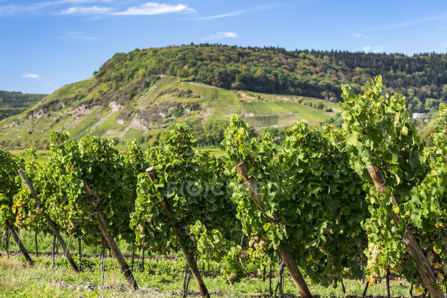 Righe di viti bianche con pendio in lontananza e cielo azzurro — Foto stock