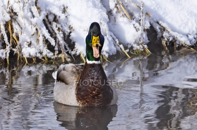Male Mallard duck swim in water — Stock Photo