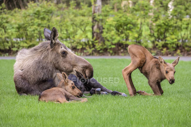 Vista panorâmica do grande alce touro com filhotes deitados na grama — Fotografia de Stock
