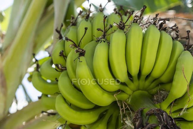 Groupe de bananes non mûres sur un arbre ; Huatulco, Oaxaca, Mexique — Photo de stock