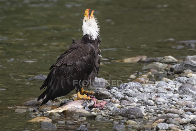 Bald eagle eating a fresh caught fish at the water — Stock Photo