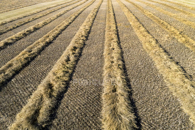 Aerial view of lines of cut canola in a field, West of Beiseker; Alberta, Canada — Stock Photo
