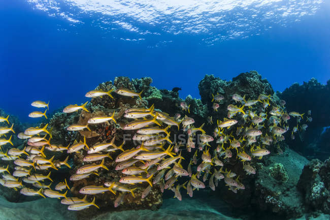 Farbenfrohe Ansicht von Schwarmfischen (mulloidichthys martinicus); lahaina, maui, hawaii, vereinigte staaten von amerika — Stockfoto