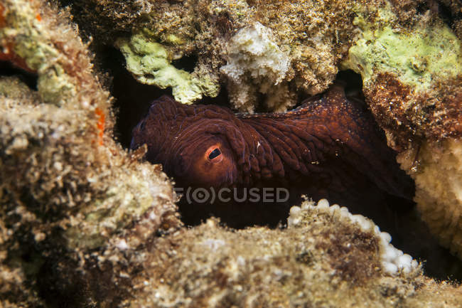 Hawaiian Day polvo (Octopus cyanea); Wailea, Maui, Hawaii, Estados Unidos da América — Fotografia de Stock