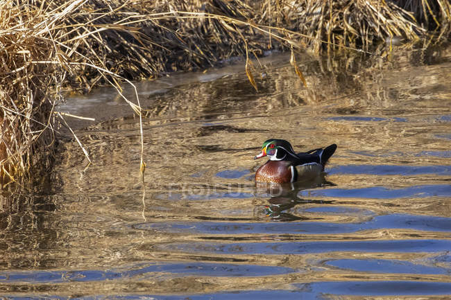 Canard de bois mâle sur l'eau à la vie sauvage — Photo de stock