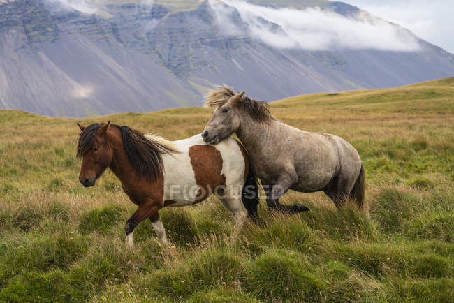 Beaux chevaux islandais à la nature sauvage en iceland — Photo de stock