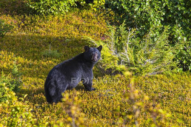 Черный медведь смотрит в камеру на дикую жизнь — стоковое фото